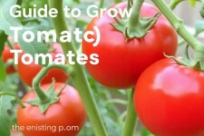Guía para Cultivar Tomates: Desde la Semilla hasta la Cosecha