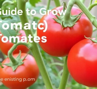 Guía para Cultivar Tomates: Desde la Semilla hasta la Cosecha