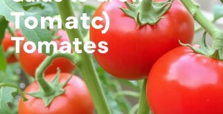 Guía para Cultivar Tomates: Desde la Semilla hasta la Cosecha