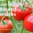 Guía para Cultivar Tomates: Desde la Semilla hasta la Cosecha