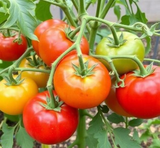 Cultiver des tomates anciennes : variétés et conseils pour réussir votre potager