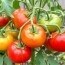 Cultiver des tomates anciennes : variétés et conseils pour réussir votre potager