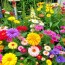Die besten Blumen für einen bunten Bauerngarten: guía práctica para un jardín lleno de vida