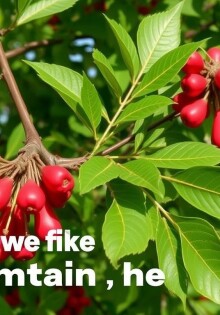 Советы по выращиванию рябины: как вырастить красивое дерево и наслаждаться его дарами