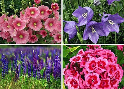 11 неприхотливых цветов для дачи и сада