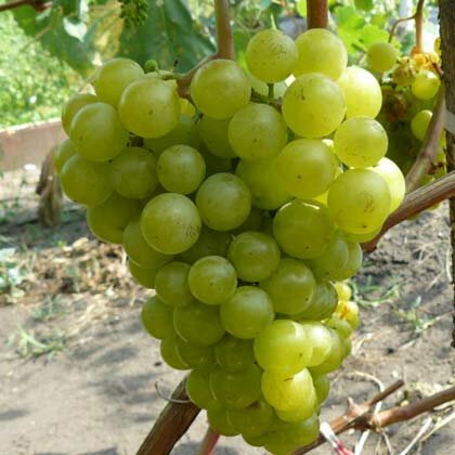 Лучшие сорта винограда для Подмосковья, Сибири и Урала: обзор лучших сортовс фото