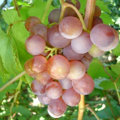 сорт винограда русский ранний