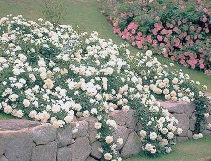 почвопокровные розы в дизайне сада