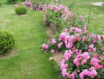 Почвопокровные розы в дизайне сада: лучшие сорта, советы по уходу и примеры использования в саду