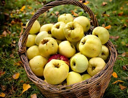 Сорта яблонь для Сибири и Урала: лучшие сорта для северных регионов