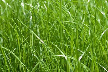 газонная трава мятлик