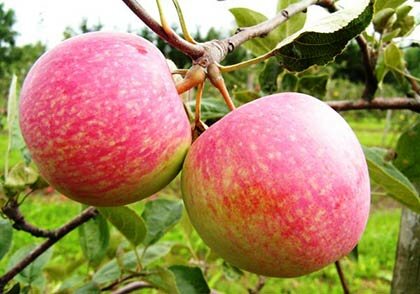 собираем яблоки в начале осени