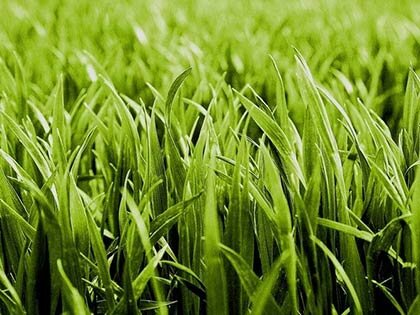 райграс газонная трава