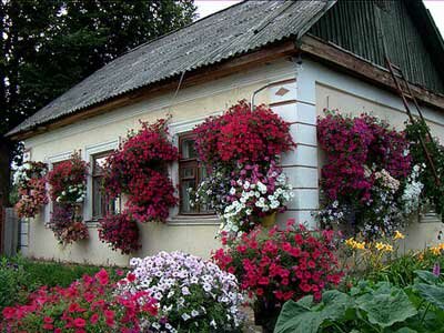 петуния в качестве украшения дачного домика